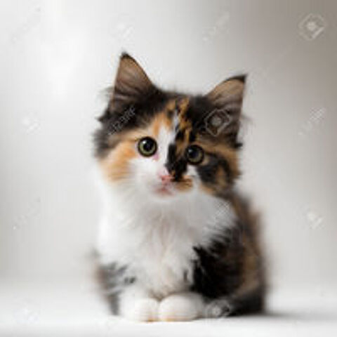   Chaton femelle  