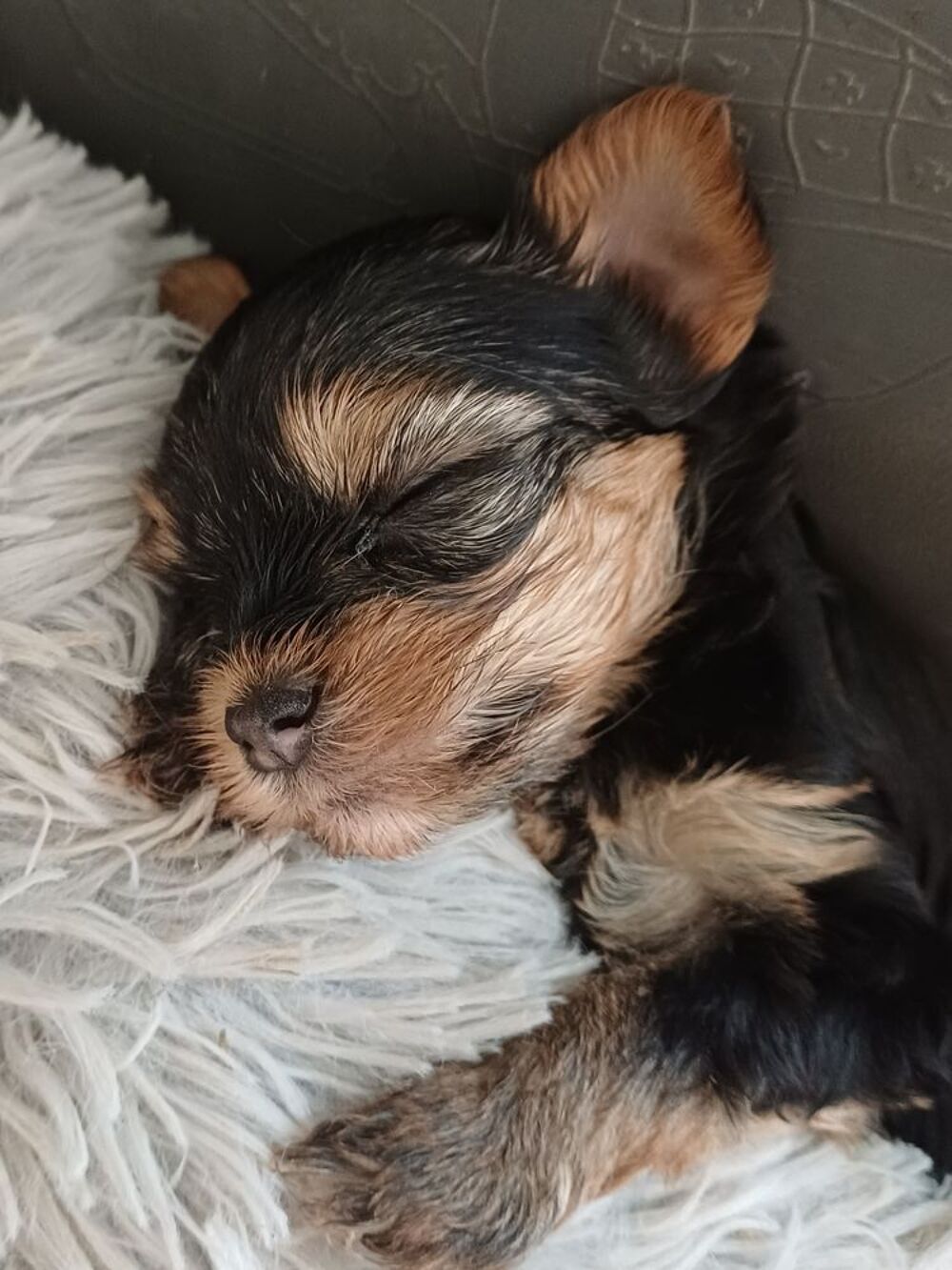   Bébés yorkshire 