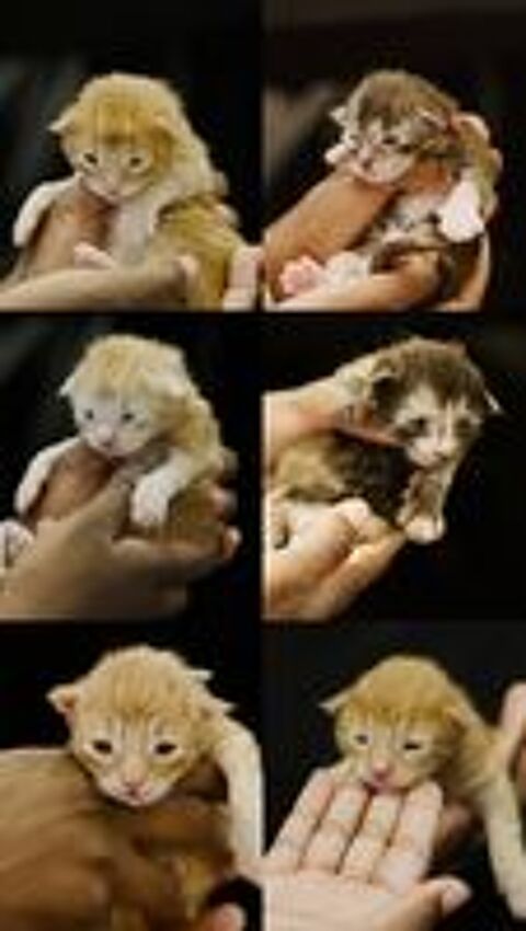   Chaton maine coon  