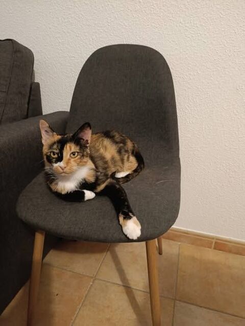 JOLIE VIOLETTE 120 13140 Miramas