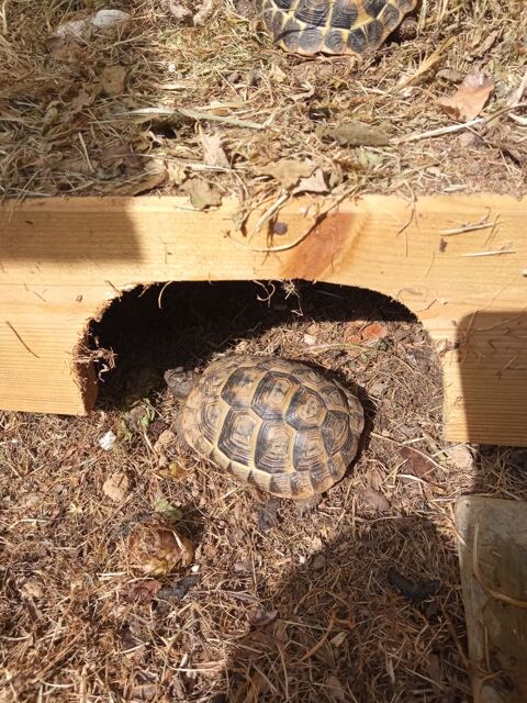 Tortue terrestre 5 ans 120 29490 Guipavas
