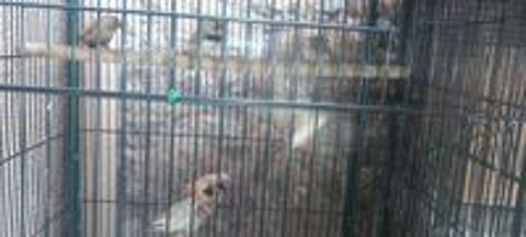   Cage + oiseaux exotiques  
