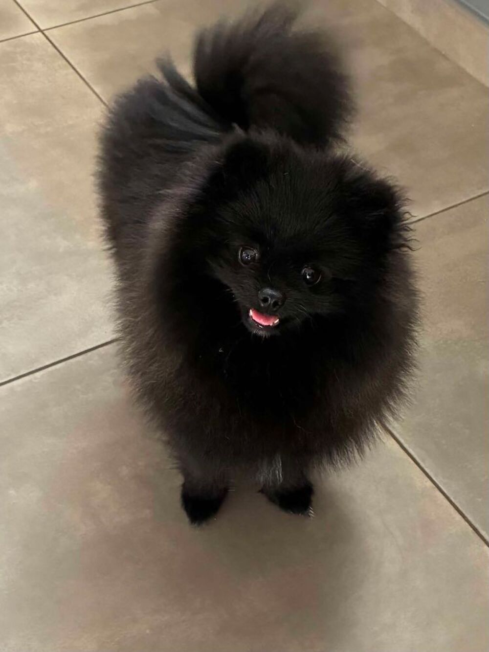   Sailie mâle spitz 