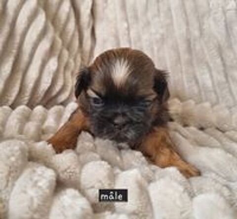   Chiots shih tzu a réserver  