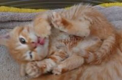   Chatons aimants cherchent famille  