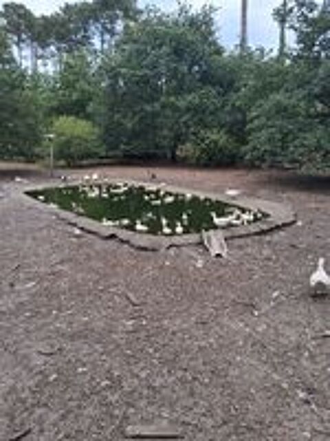   canard de barbarie  