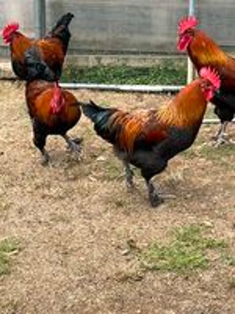   Coq marans noire cuivrée pure race 