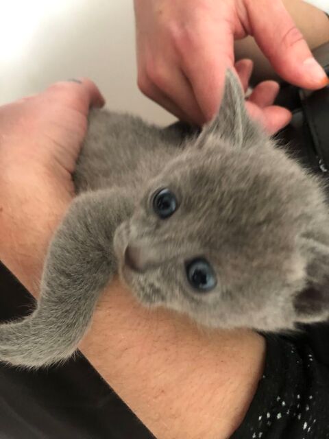 chatons bleu russe femelles et male 1400 31000 Toulouse