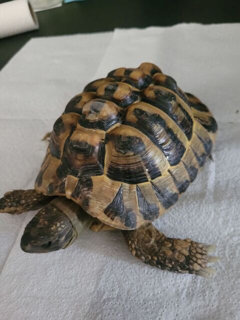 tortue 190 38280 Janneyrias