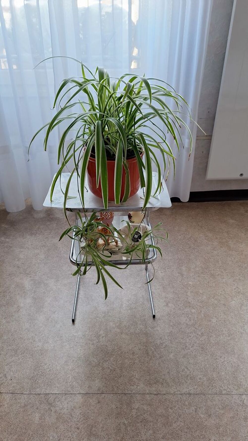 Plante d'interieur Décoration