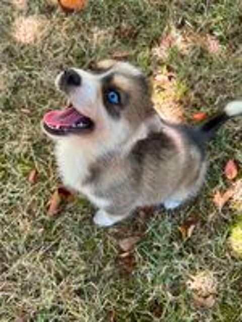   Pomsky  
