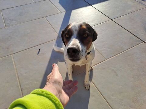 Chien ROY à l adoption 210 26600 Chanos-curson