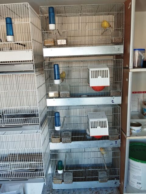 Cages oiseaux 25 11100 Narbonne
