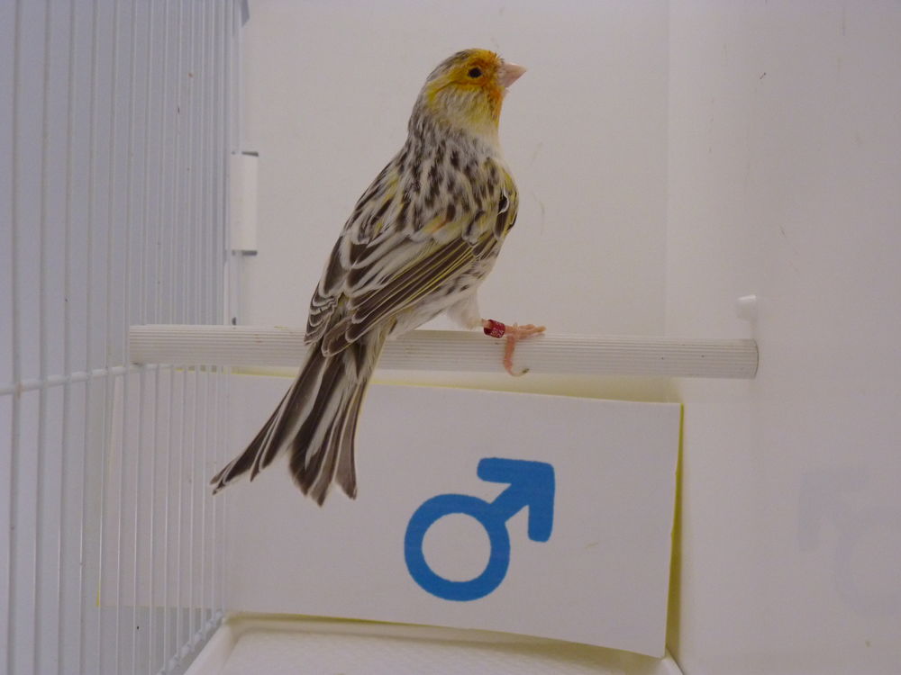   Canaris agathe mâle bagué 2024 
