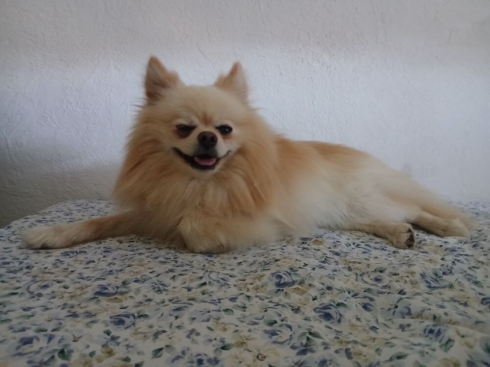   Spitz Allemand de 4 kilos 200 , couleur crème 