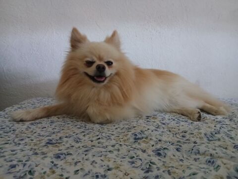 Spitz Allemand de 4 kilos 200 , couleur cr&egrave;me 0 35410 Nouvoitou