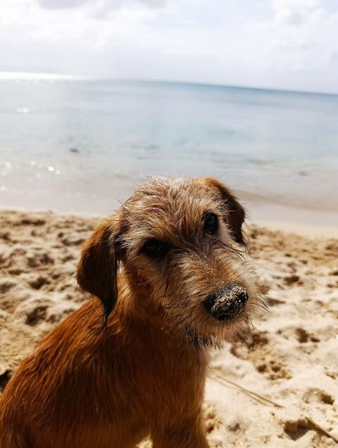 Youpi, b&eacute;b&eacute; cr&eacute;ole crois&eacute; griffon 300 52000 Chaumont