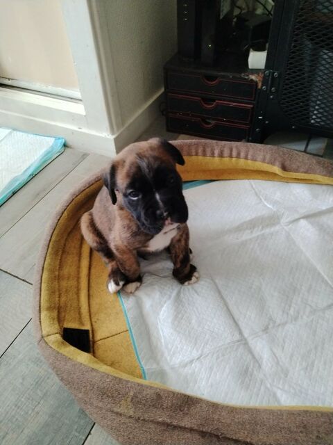 Chiots boxer cherche leur famille pour la vie 0 76600 Le havre