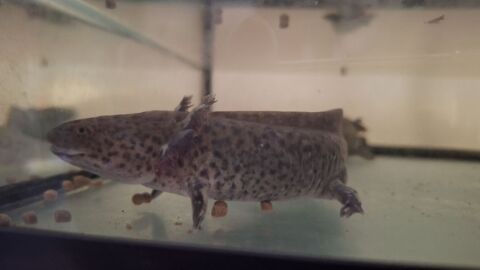 Axolotls 0 44480 Donges