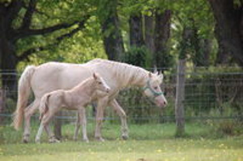   JOLI PFS BONNES ORIGINES 