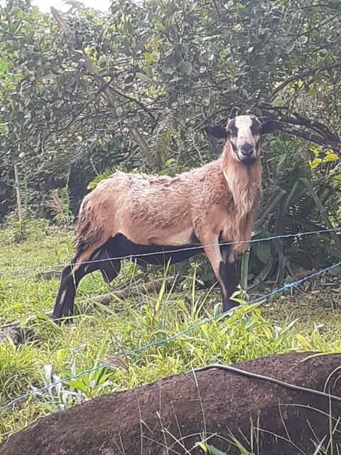 Bélier 450 97224 Ducos