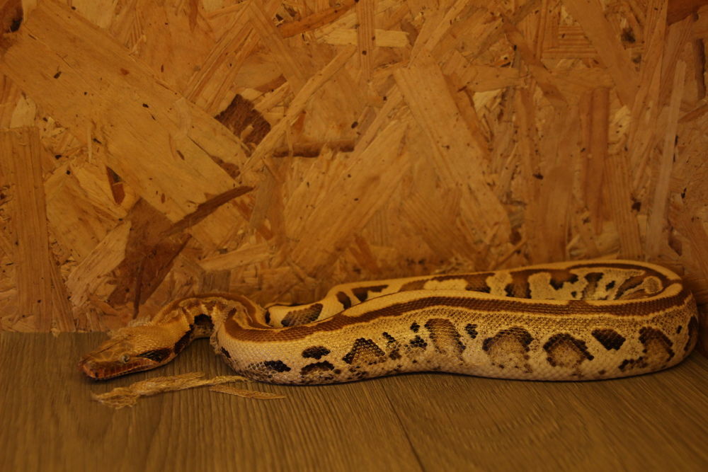   Python Breitensteini  