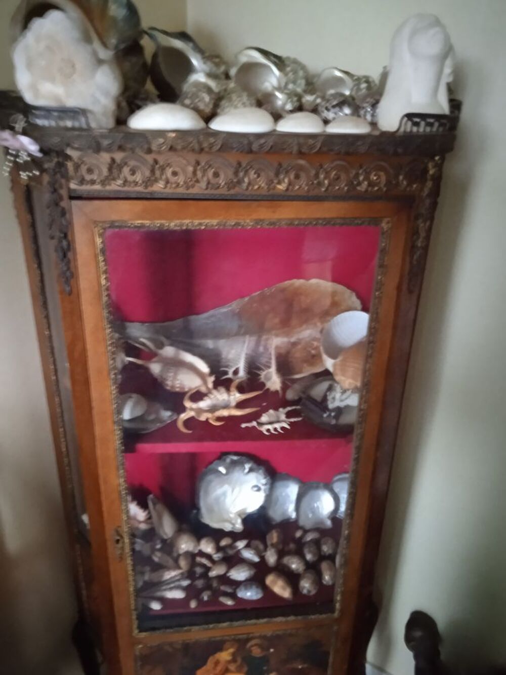 collection de coquillages 