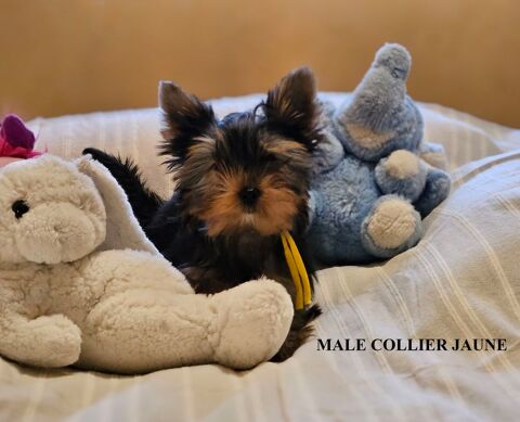 YORKSHIRE TERRIER PURE RACE LOF 1200 47120 Duras