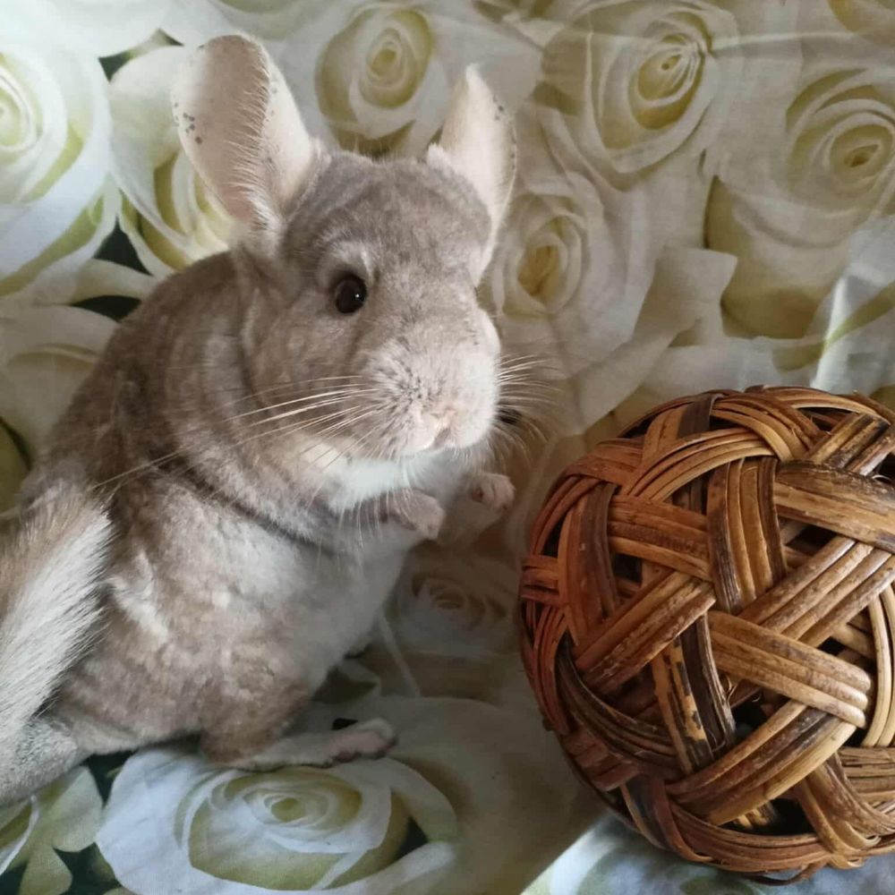   CHINCHILLAS 