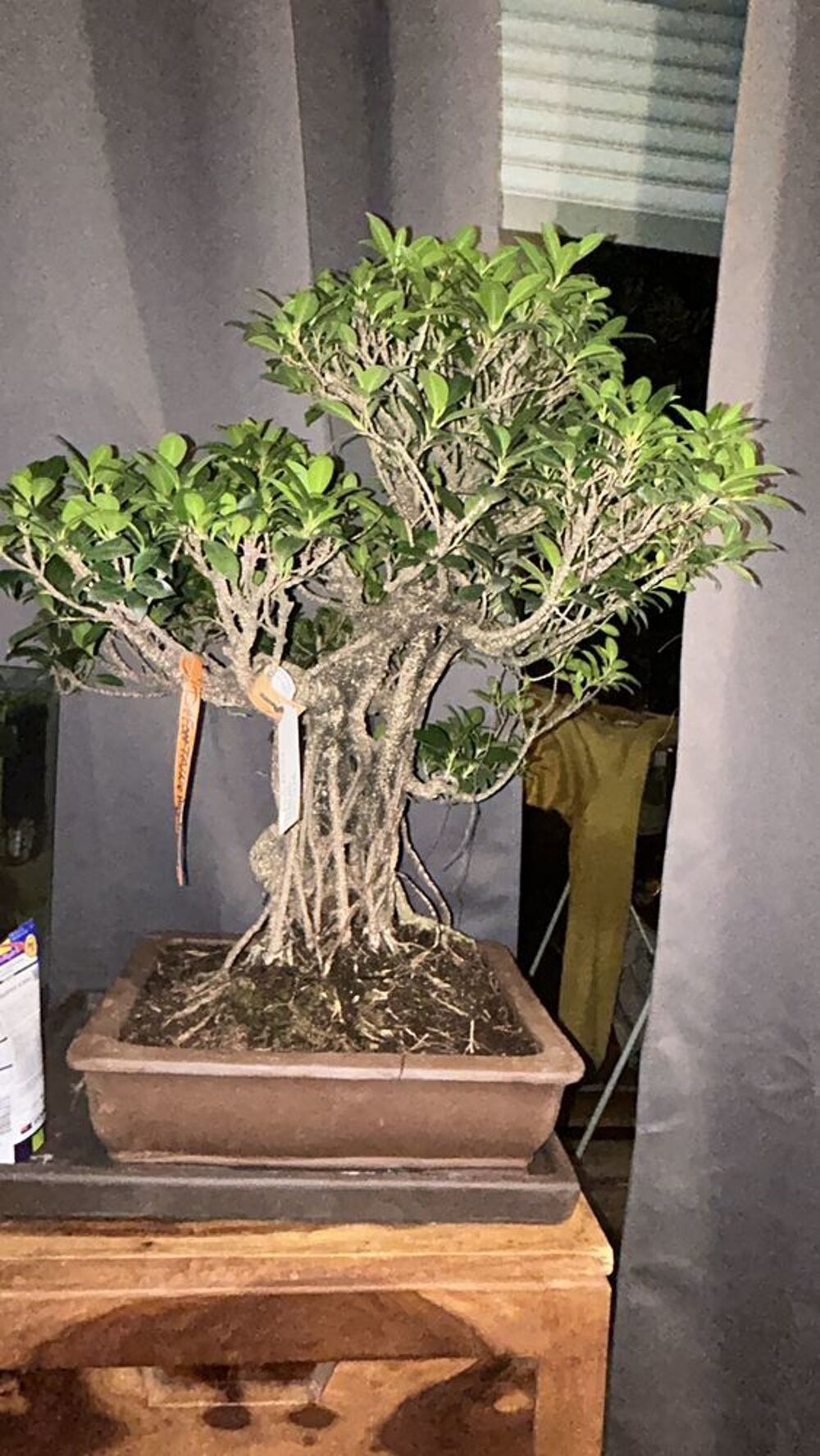 Bonsa&iuml; + 40 ans Jardin