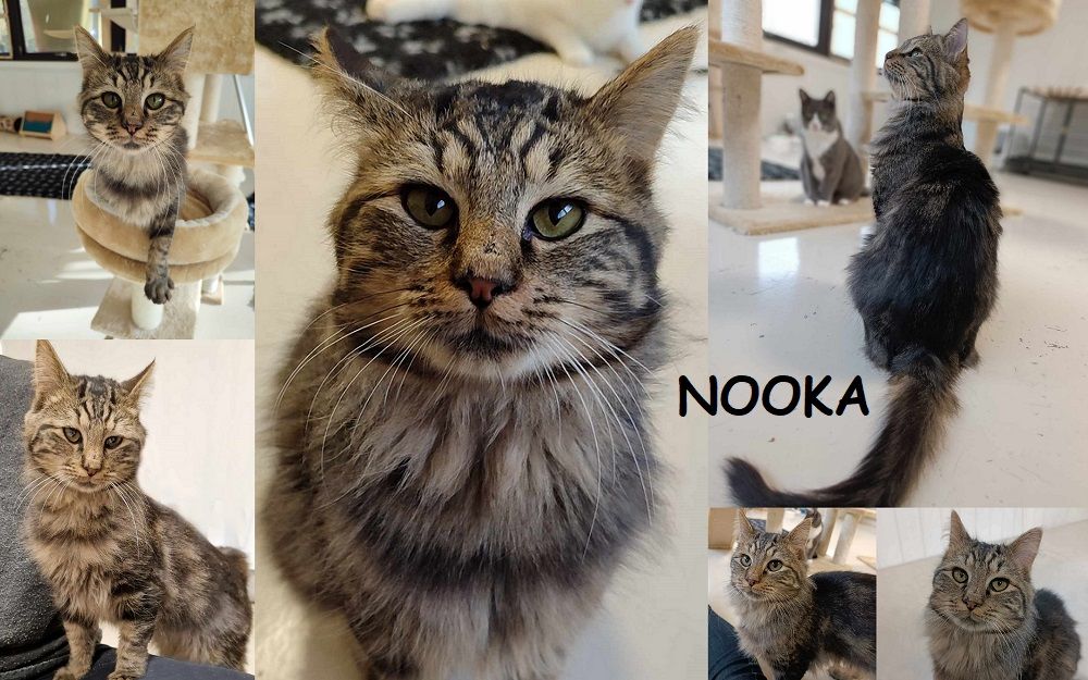   NOOKA 3 ans  adopter 