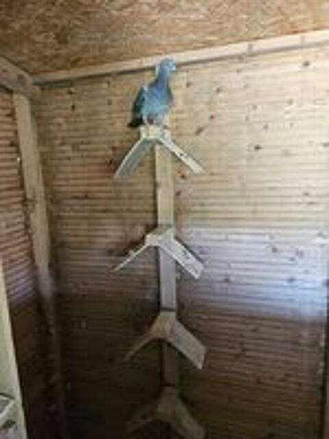   Pigeons voyageurs  