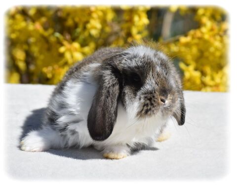 Lapereaux Petits B&eacute;liers 0 74930 Arbusigny