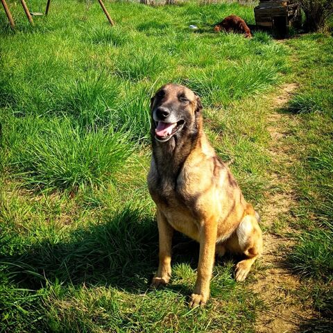 Chien ARGOS &agrave; l adoption 250 30130 Pont-saint-esprit