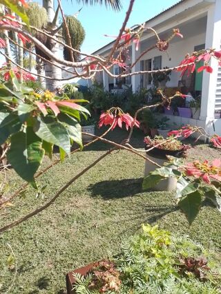  Maison � louer 5 pi�ces 150 m�