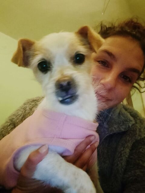 Perla&#129655;  7 kg, petite étoile tombée dans la nuit, cherche enfin son foyer pour la vie 315 24140 Douville