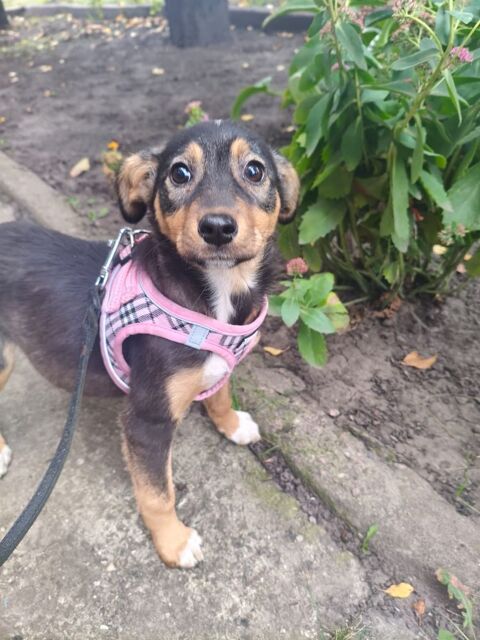 ASYA  URGENCE  VOYAGE 0 75018 Paris