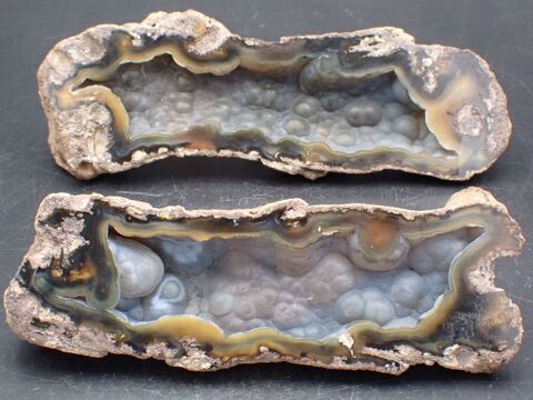 G�ode de Calc�doine dans un Corail Fossile Floride 69 Bertrichamps (54)