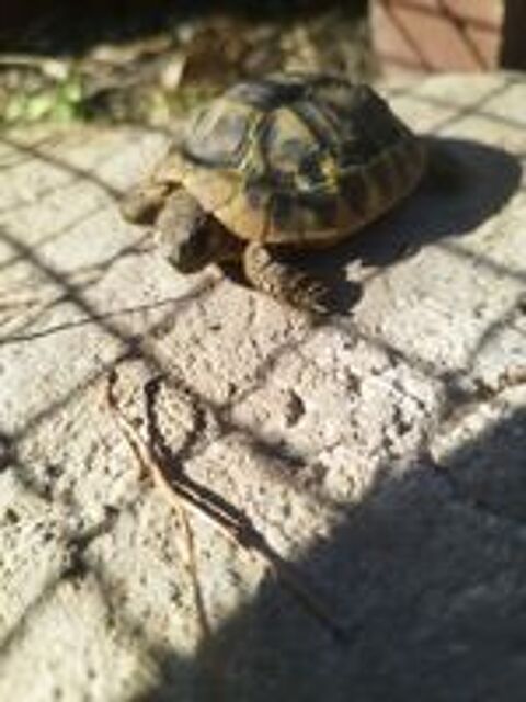   bébés tortues de terre 