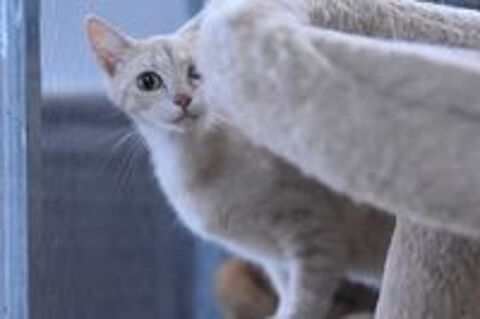   FIRA 