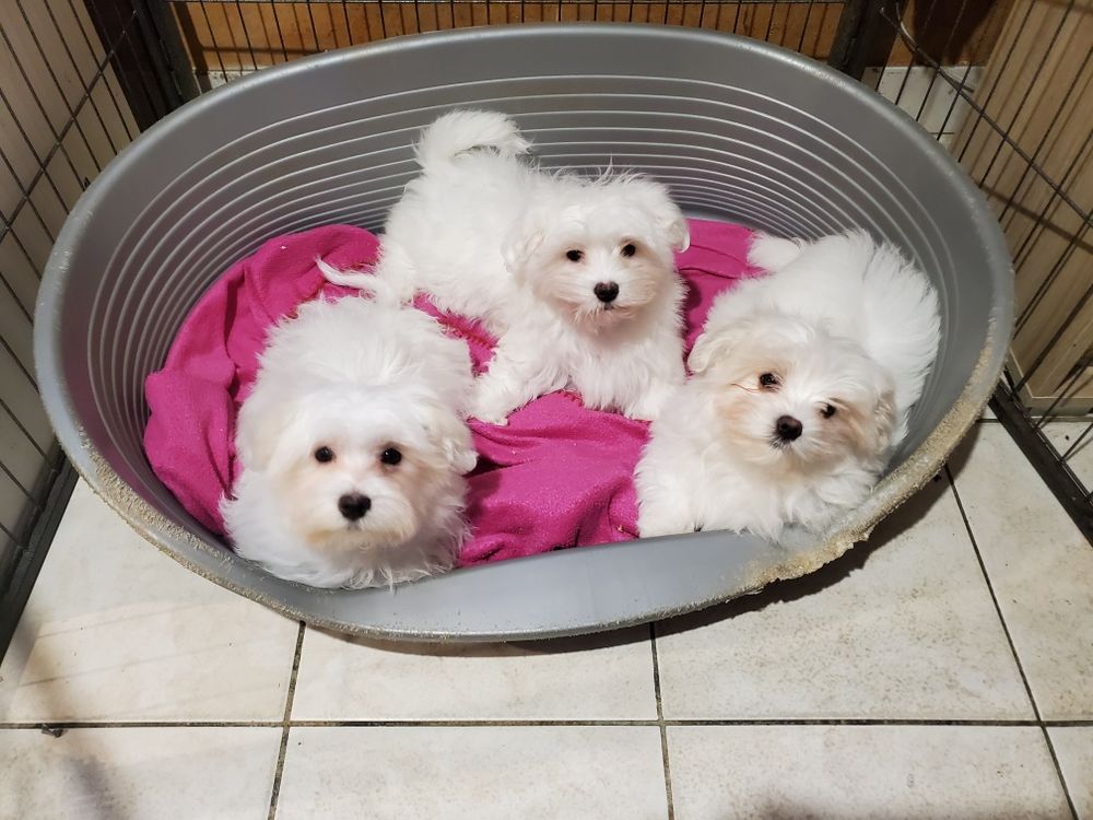   Magnifiques chiots bichons maltais. 