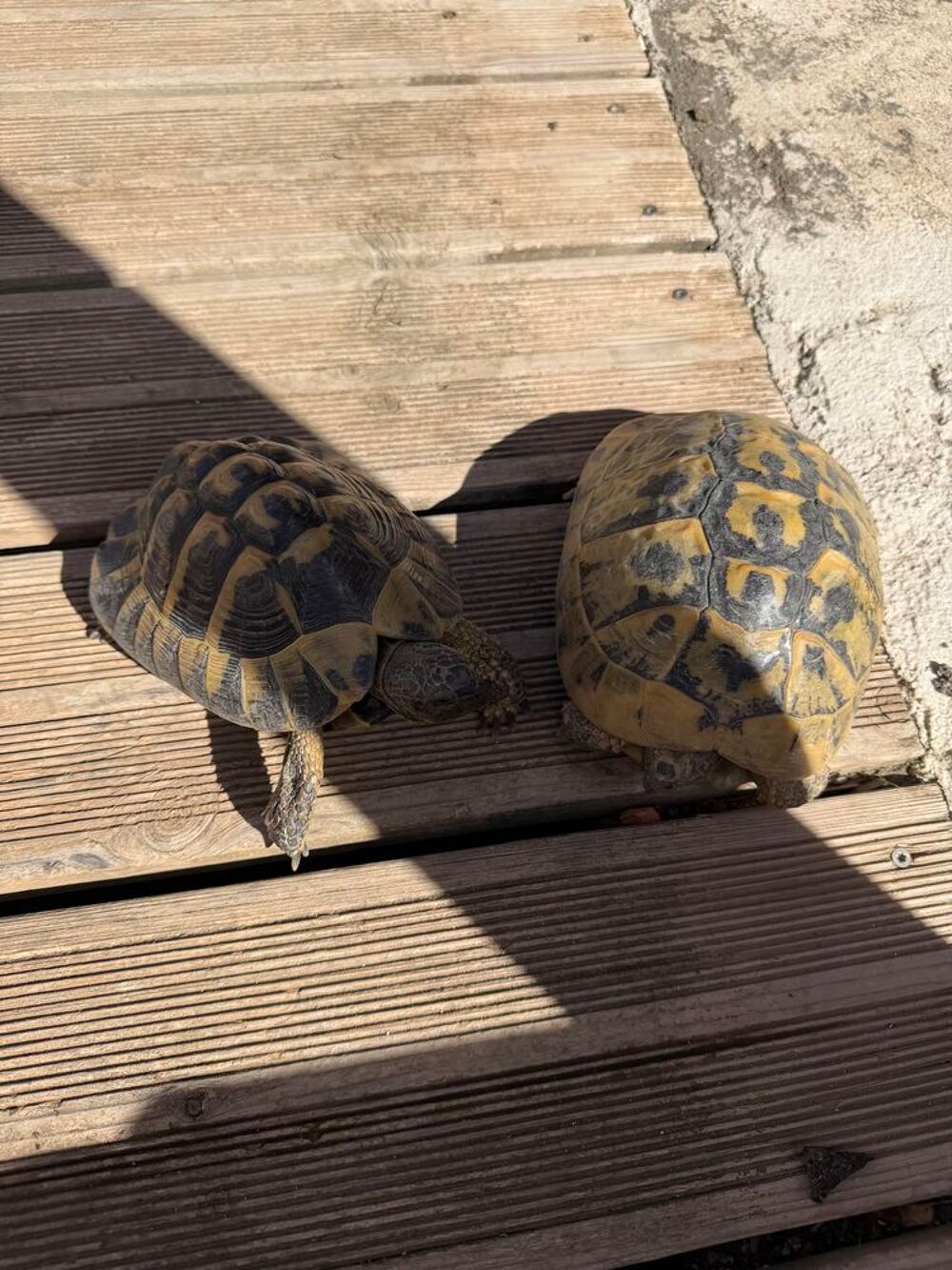   Couple de tortue 