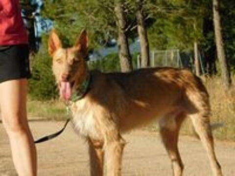   SIRIO 3ans, sublime podenco 