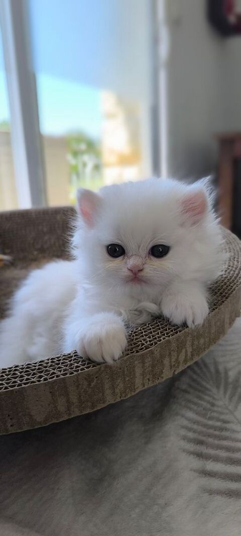 2 chatons Persans m&acirc;les. 
N&eacute;s &agrave; la maison, &eacute;lev&eacute;s avec amour 600 53440 La chapelle-au-riboul