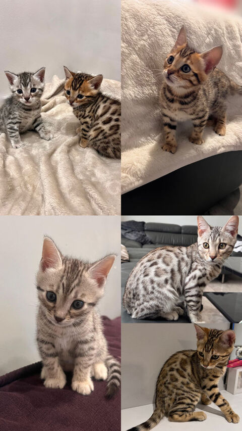 Chaton Bengal 0 94310 Orly