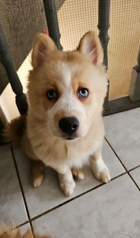 Pomsky F4 1000 39200 Saint-claude