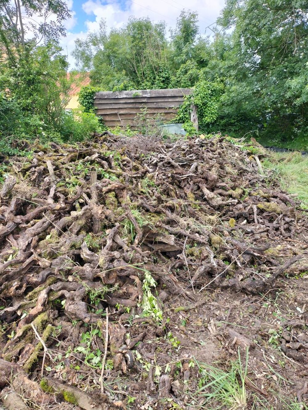 Bois de chauffage souches de vignes Jardin