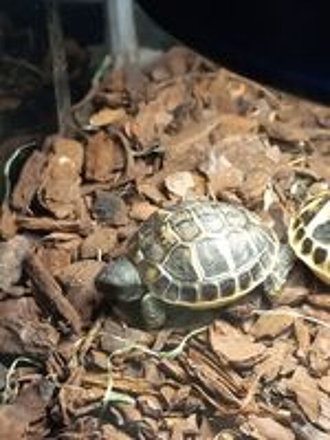  tortues ? 