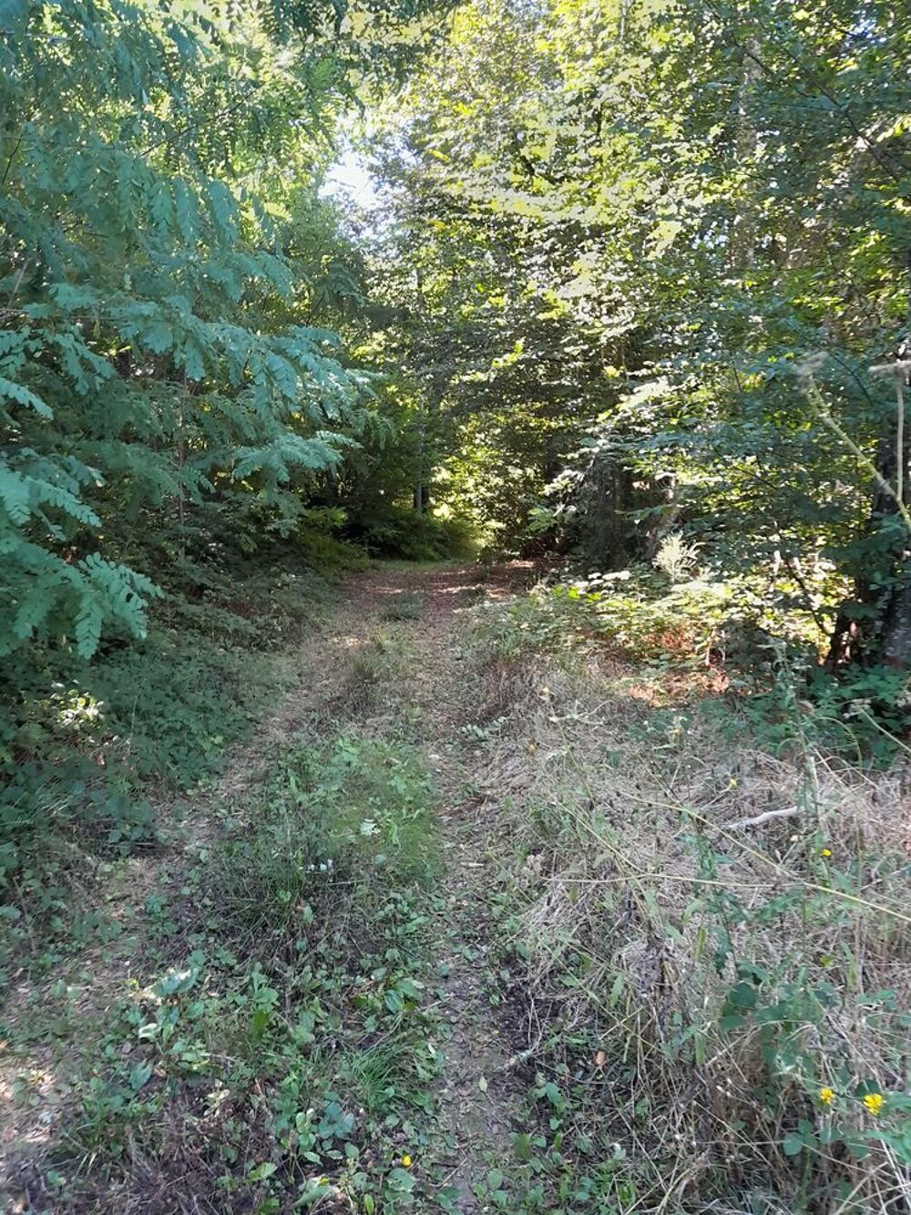 Vente Terrain Parcelle de bois Ornacieux
