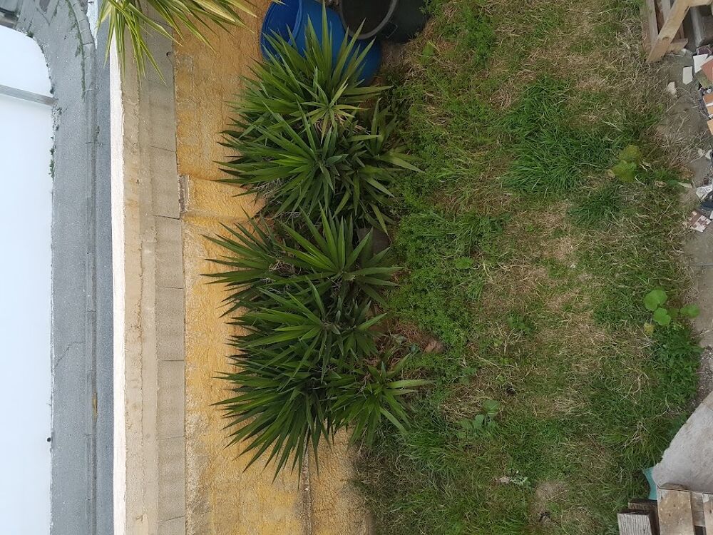 Pousse yuccas Jardin